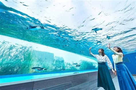 サンシャイン 水族館 デート|【サンシャイン水族館の楽しみ方】アクセス・料金・デートの.